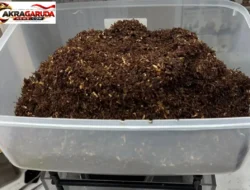 Polsek Pademangan Tangkap Dua Pria, Edarkan Tembakau Sintetis 800,48 Gram